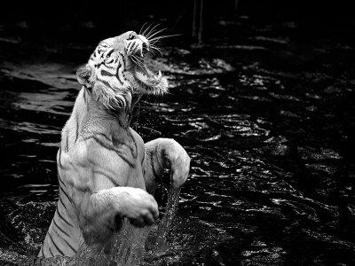 Фотообои для спальни Тигр в воде
