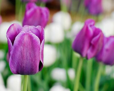 Фотообои для кухни Фиолетовые тюльпаны